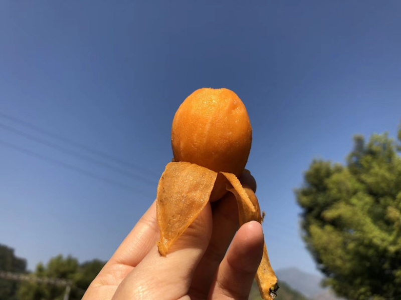 凉山德昌枇杷！早钟枇杷！大五星枇杷，口感好，个大