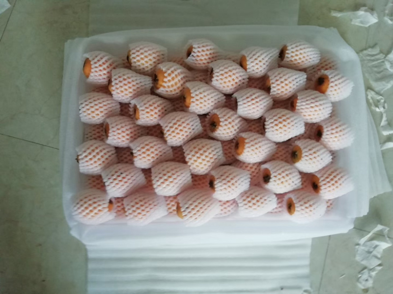 凉山德昌枇杷！早钟枇杷！大五星枇杷，口感好，个大