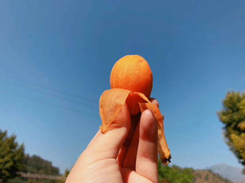 凉山德昌枇杷！早钟枇杷！大五星枇杷，口感好，个大