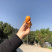 凉山德昌枇杷！早钟枇杷！大五星枇杷，口感好，个大