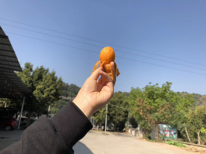 凉山德昌枇杷！早钟枇杷！大五星枇杷，口感好，个大