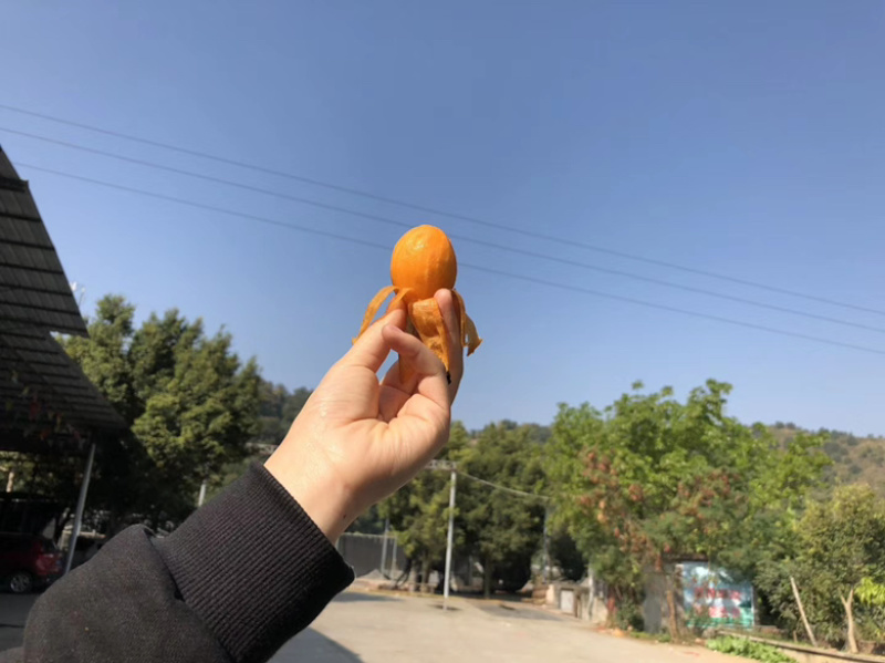 凉山德昌枇杷！早钟枇杷！大五星枇杷，口感好，个大