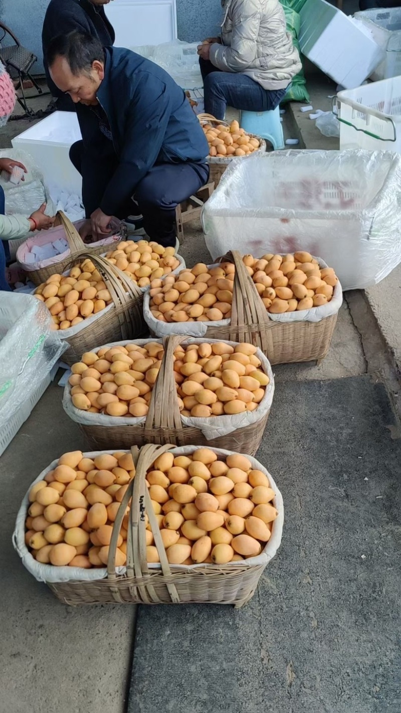凉山德昌枇杷！早钟枇杷！大五星枇杷，口感好，个大