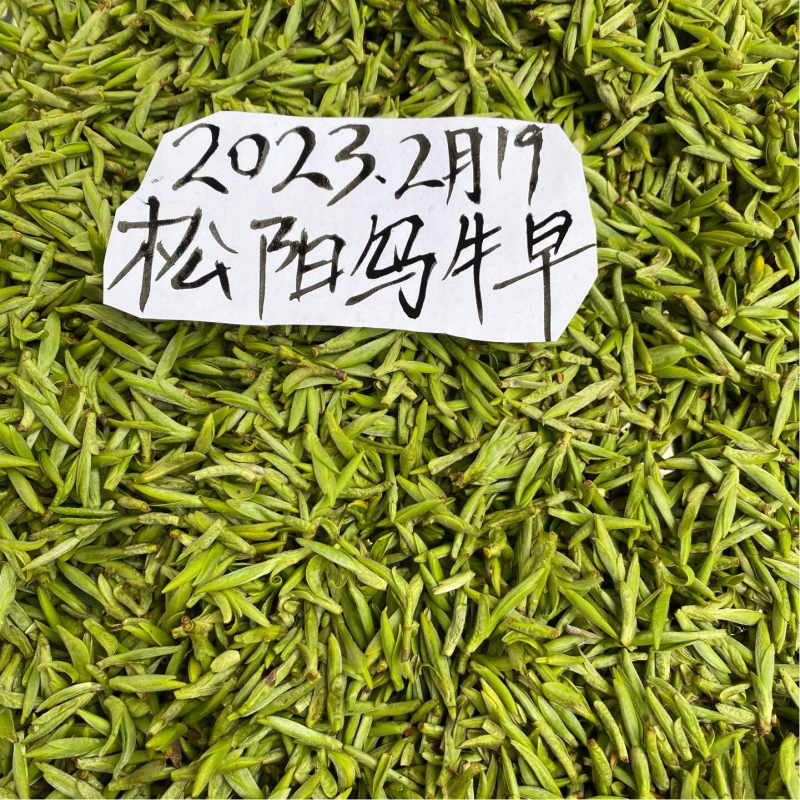 松阳乌牛早茶2023年新茶明前绿茶春茶浙江扁茶乌牛早茶叶