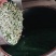 橙花提取液，有机自有千亩橙园橙花，疏花季釆摘橙花