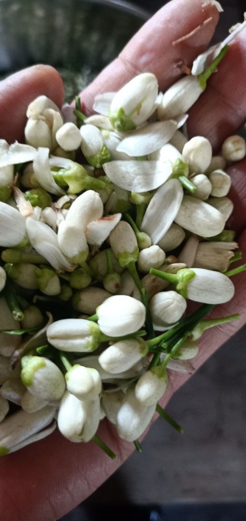 橙花提取液，有机自有千亩橙园橙花，疏花季釆摘橙花