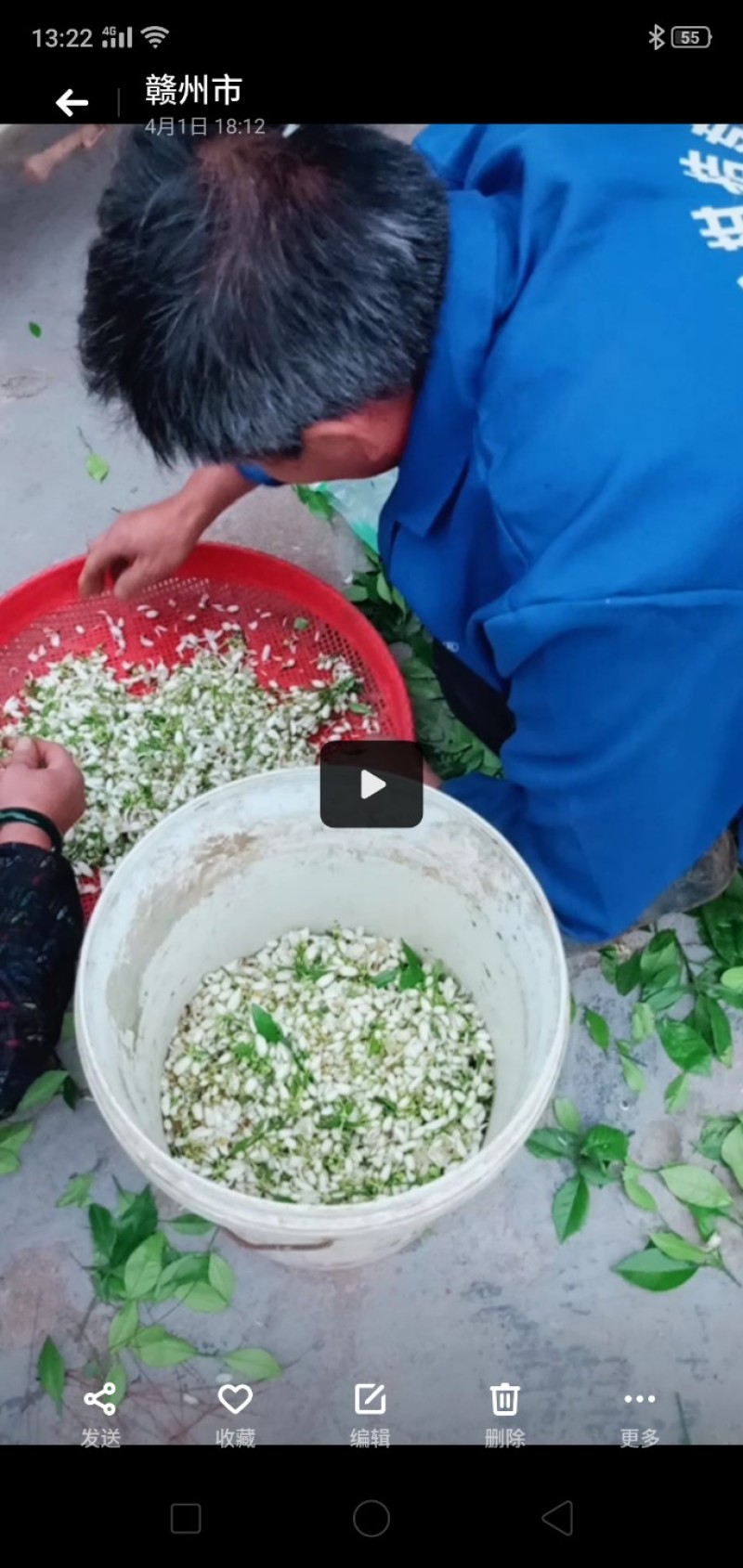 橙花提取液，有机自有千亩橙园橙花，疏花季釆摘橙花