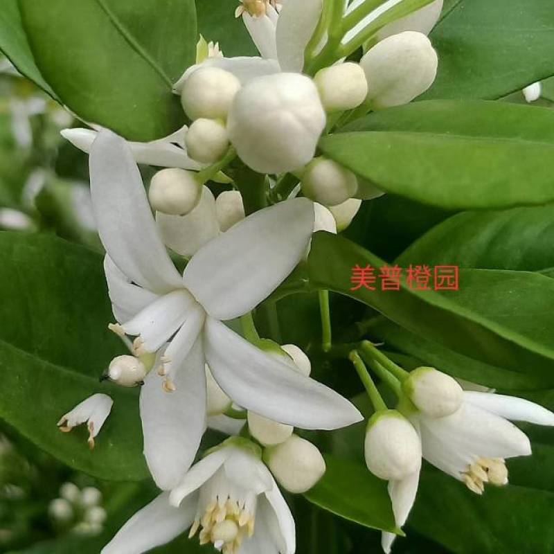 橙花提取液，有机自有千亩橙园橙花，疏花季釆摘橙花