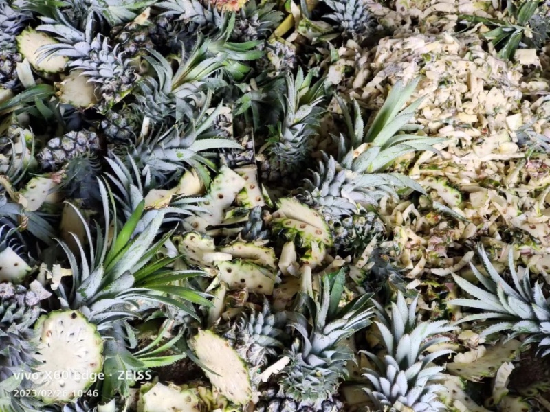 菠萝皮，产地直发价格优惠，大量有货，欢迎采购