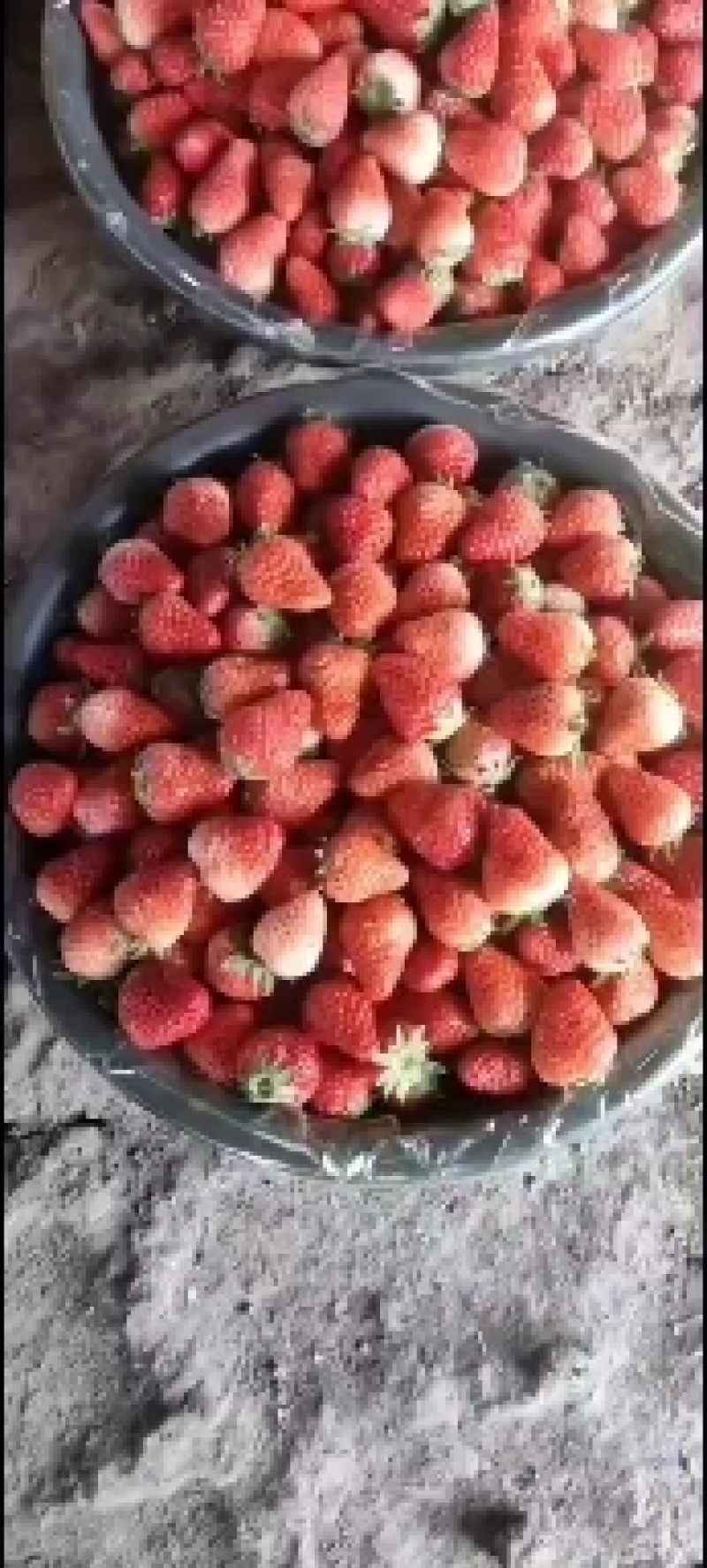 万亩红颜草莓安徽蚌埠产地直供质量上乘对接商超市场