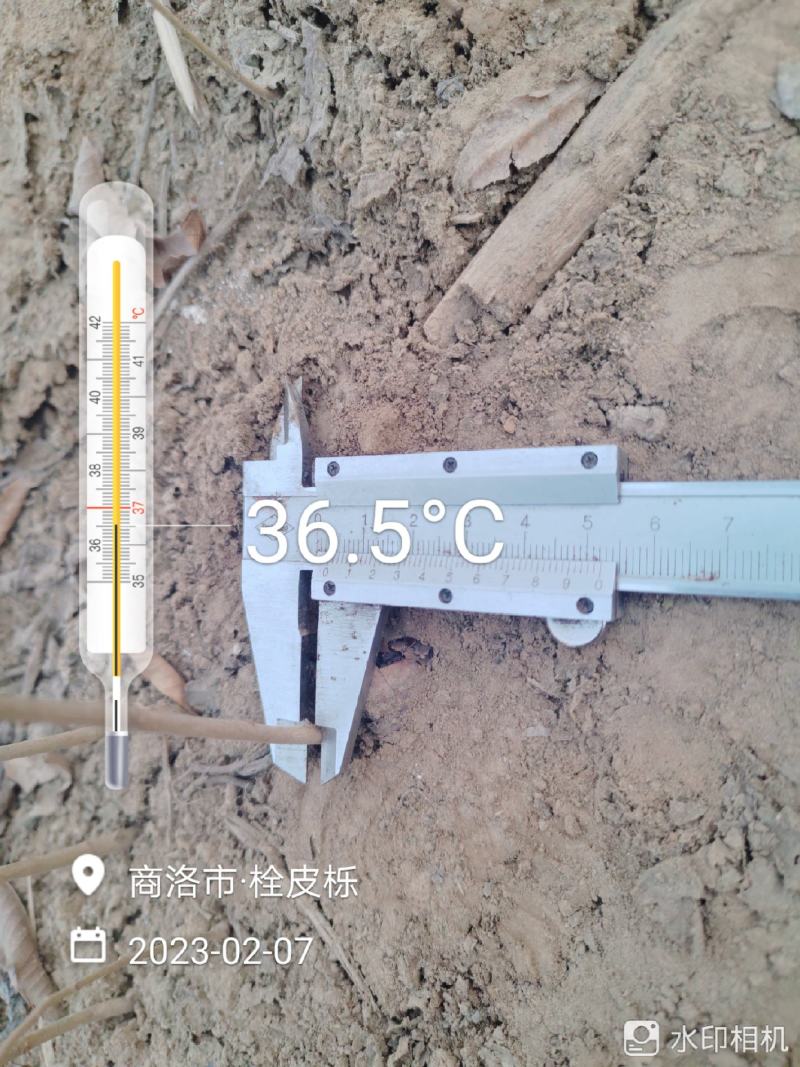 栓皮栎