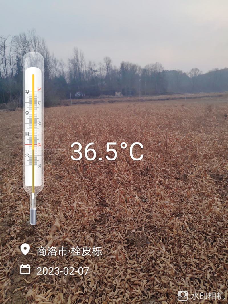 栓皮栎