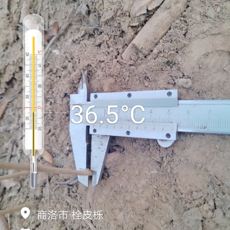 栓皮栎