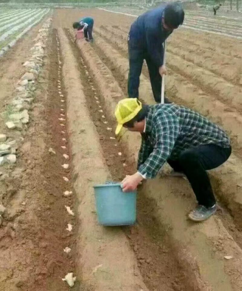 江西小黄江姜种子。品种齐全，一手货源，保质保量，全国发货