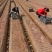 江西小黄江姜种子。品种齐全，一手货源，保质保量，全国发货