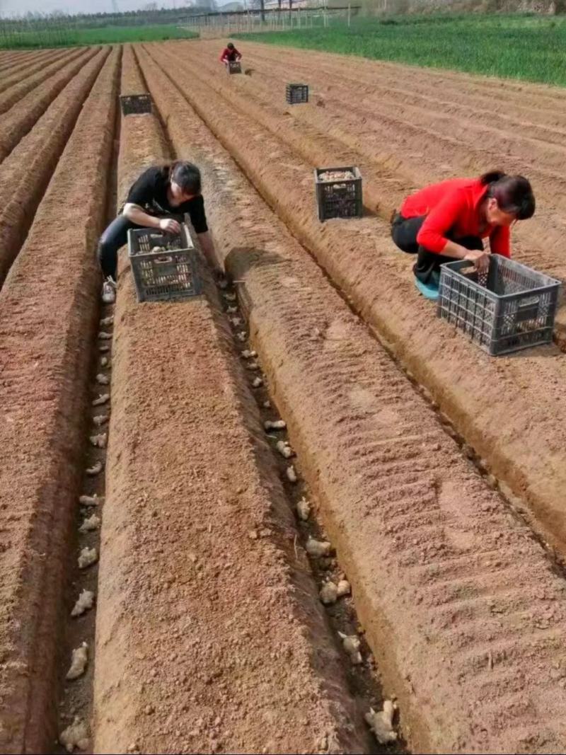 江西小黄江姜种子。品种齐全，一手货源，保质保量，全国发货