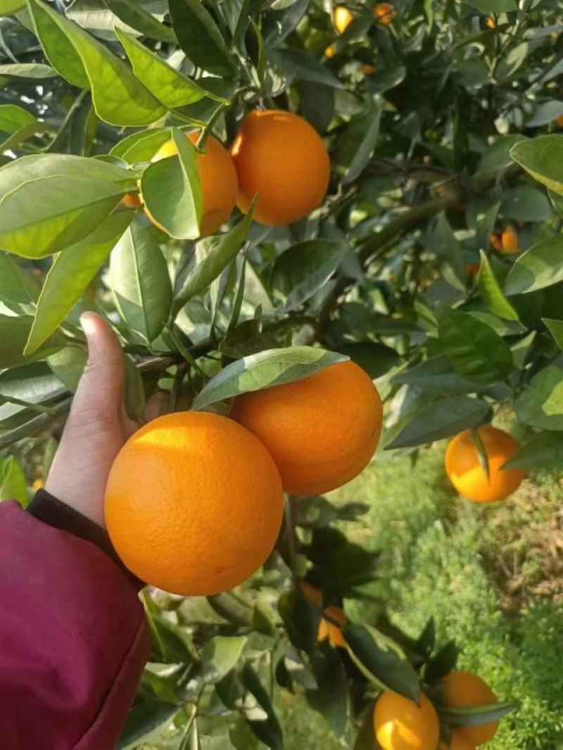 【夏橙】橙子/夏橙大量上市，一手货源，量大从优！