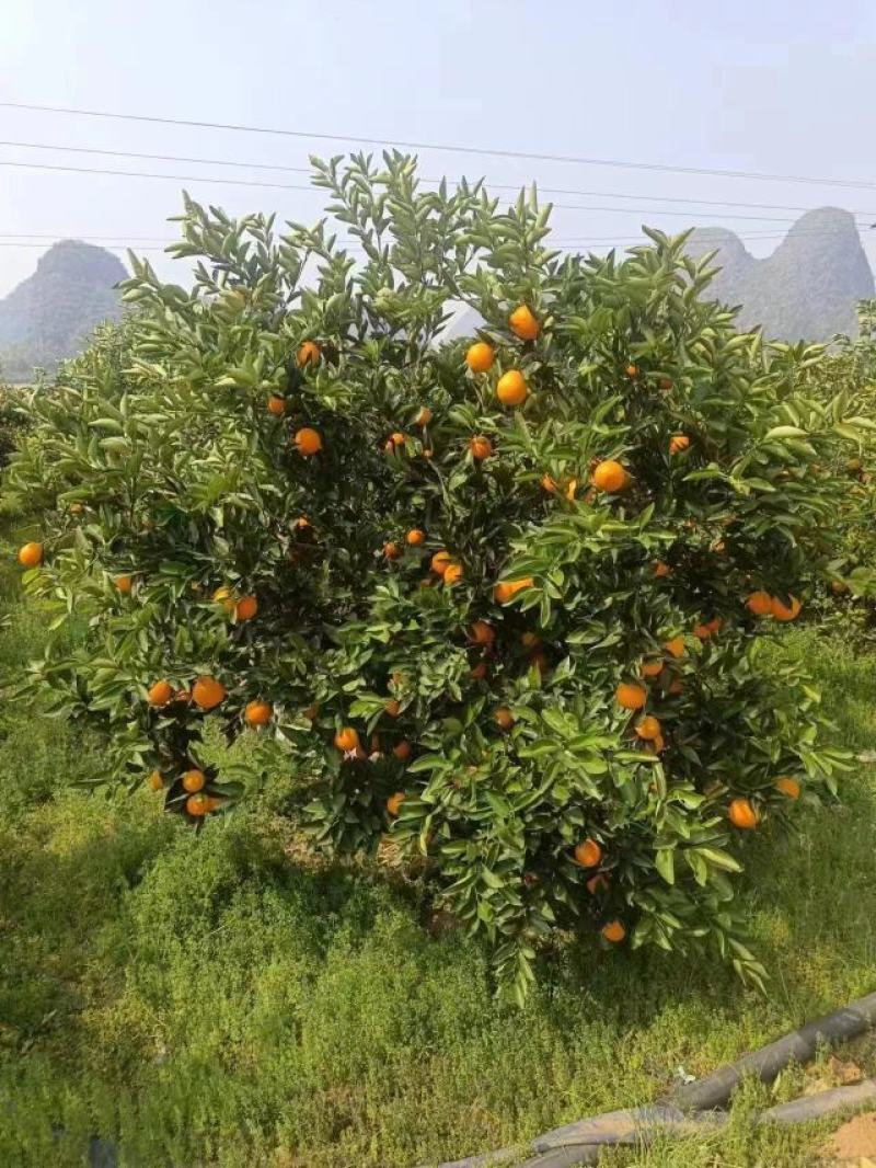 【夏橙】橙子/夏橙大量上市，一手货源，量大从优！