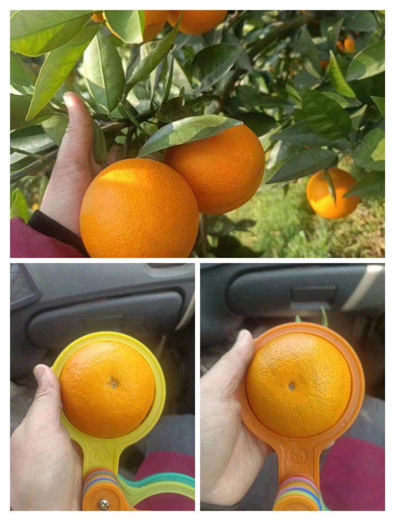 【夏橙】橙子/夏橙大量上市，一手货源，量大从优！