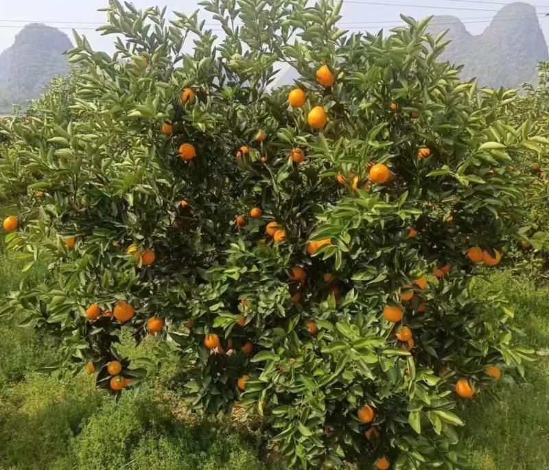 【夏橙】橙子/夏橙大量上市，一手货源，量大从优！