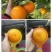 【夏橙】橙子/夏橙大量上市，一手货源，量大从优！