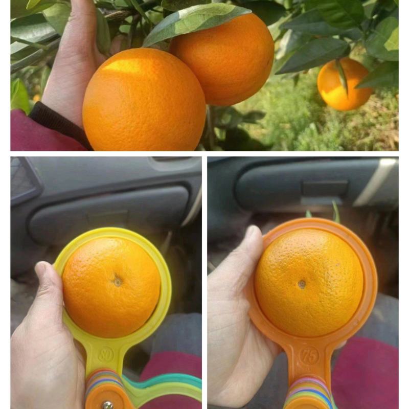 【夏橙】橙子/夏橙大量上市，一手货源，量大从优！