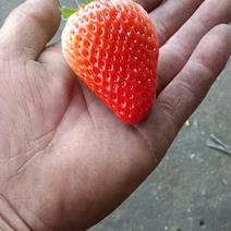 新开园九九草莓