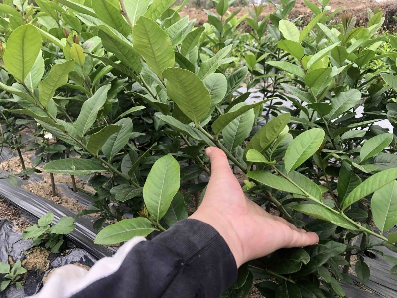 广东香水柠檬苗四季柠檬苗
