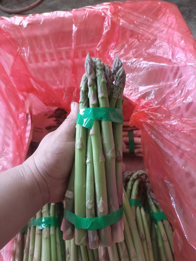芦笋进入采摘期