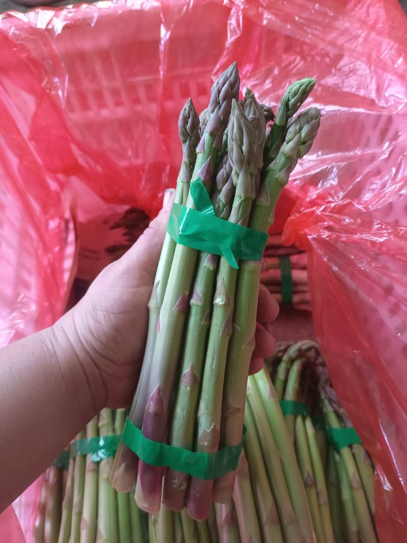 芦笋进入采摘期