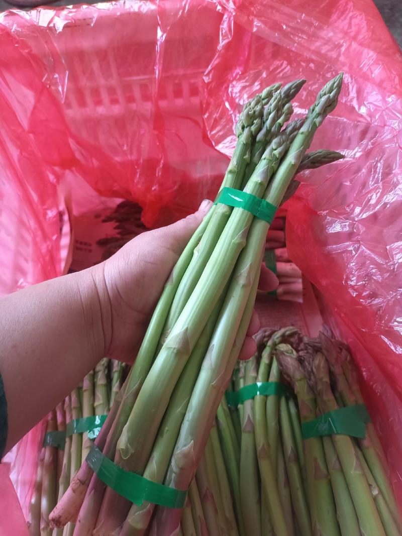 芦笋进入采摘期