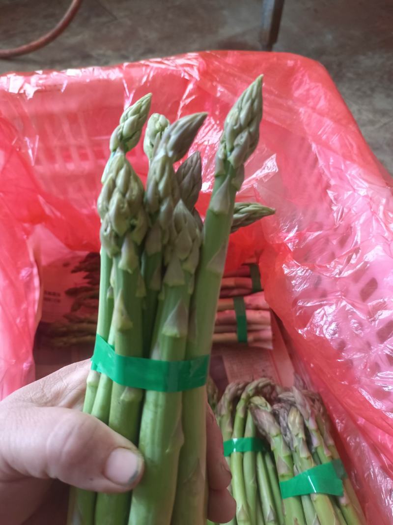 芦笋进入采摘期