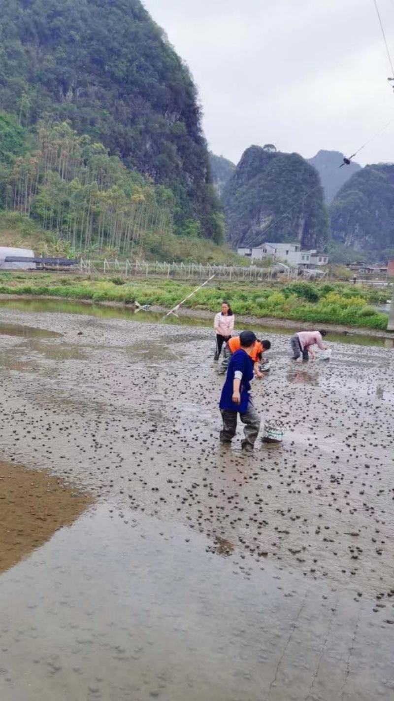 种螺人工挑选