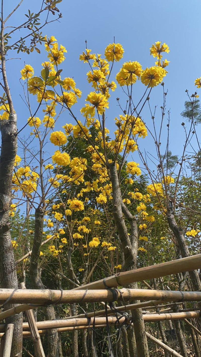 黄花风铃木。各种规格齐全支持视频看货品质保证