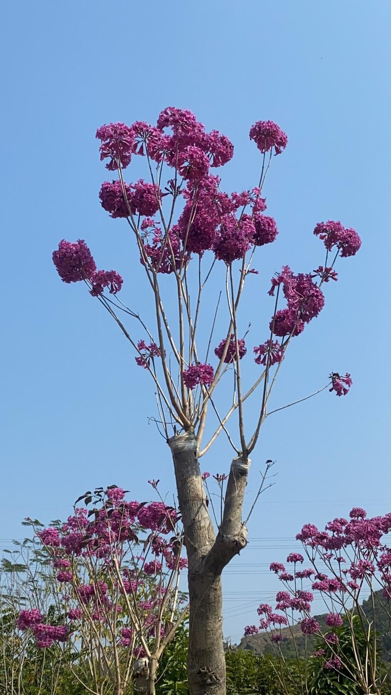 紫花风铃木。各种规格齐全。支持视频看货欢迎联系