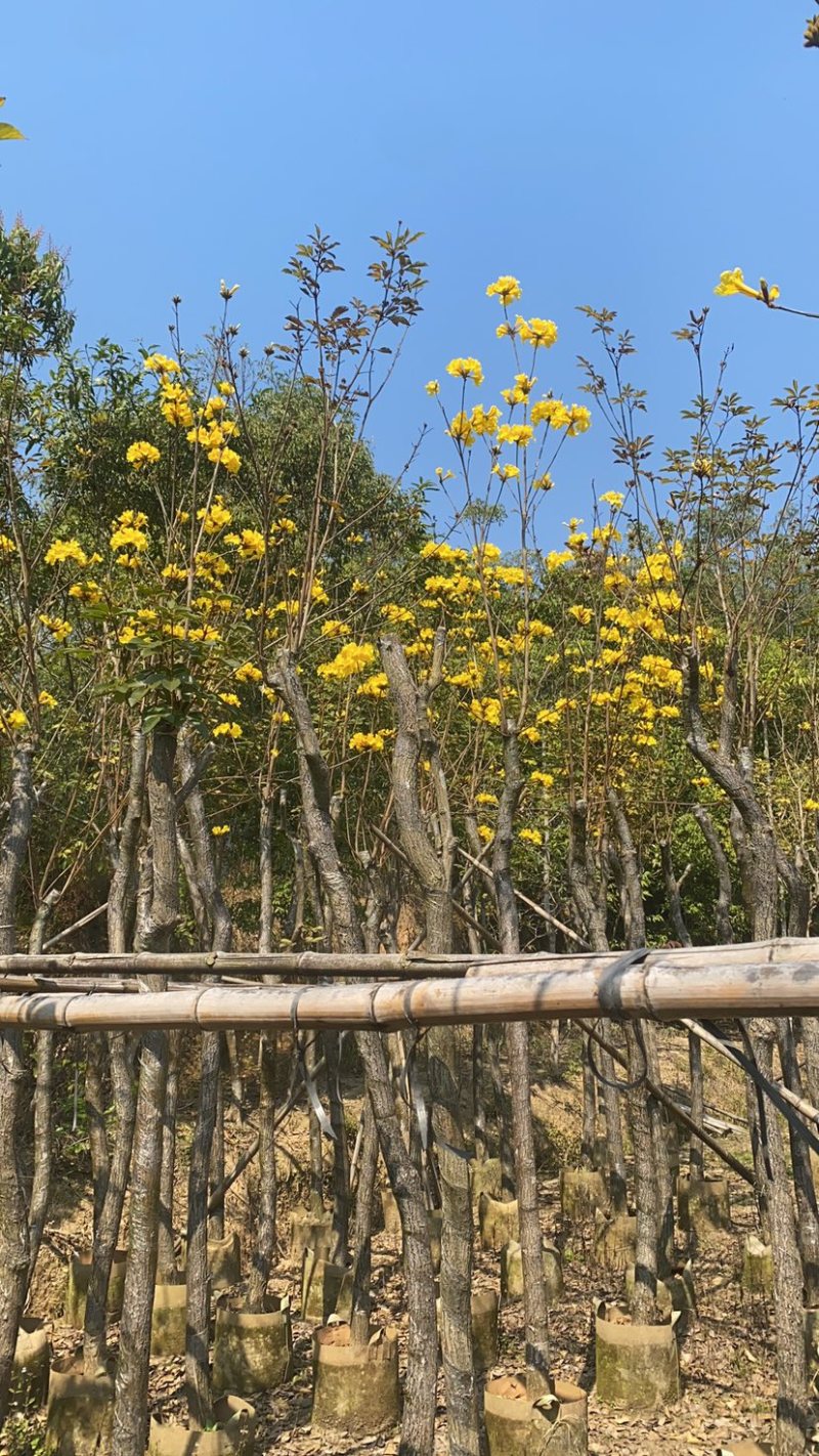 光杆多花黄花风铃木。各种规格齐全。支持视频看货成活率高