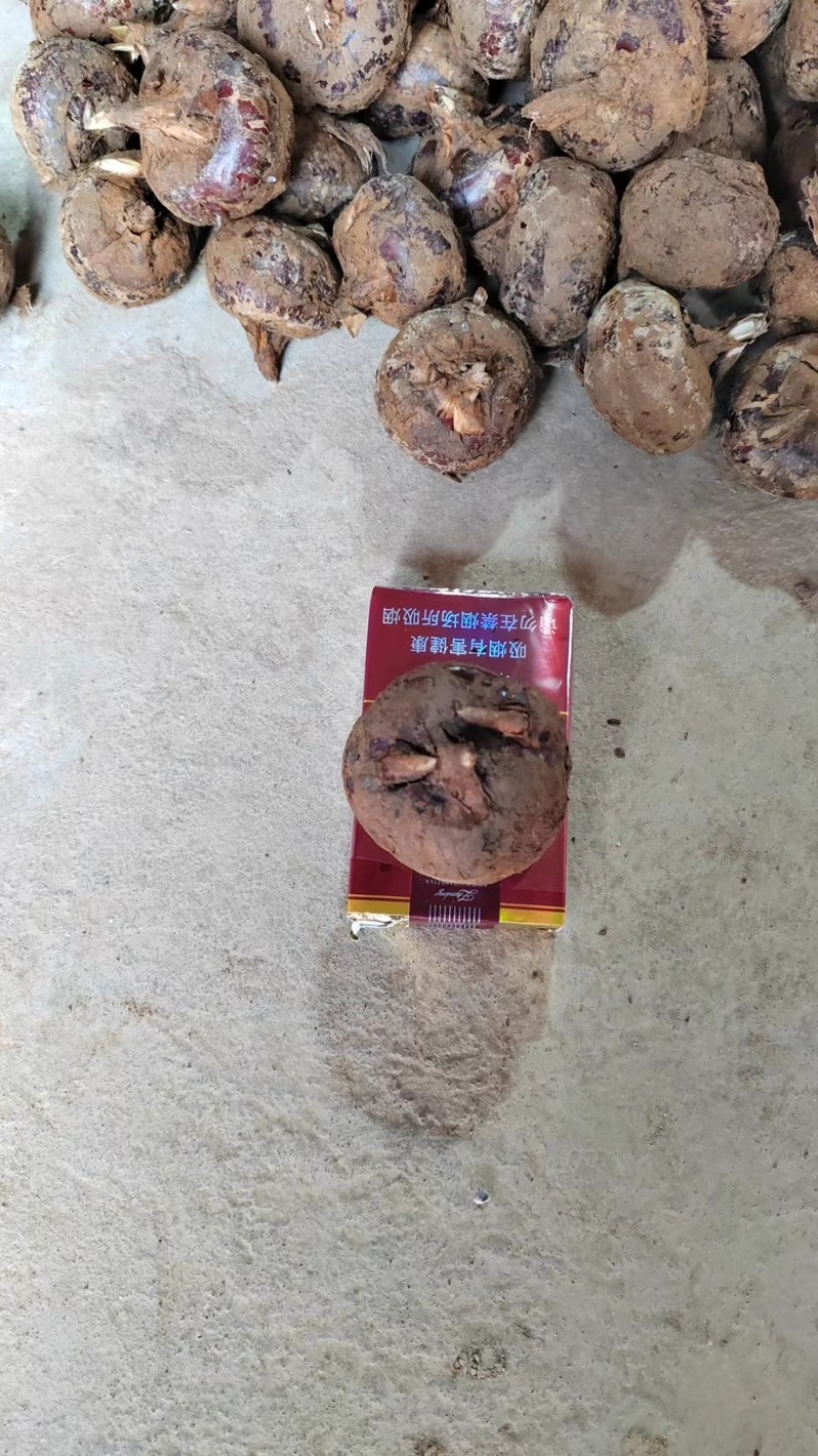 广西荔浦马蹄货源充足大量上市对接批发商超团购