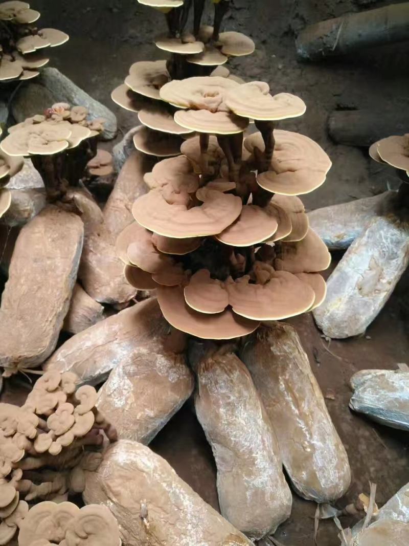 灵芝菌包灵芝菌棒，基地一手货，现货秒发，质量保证，电联