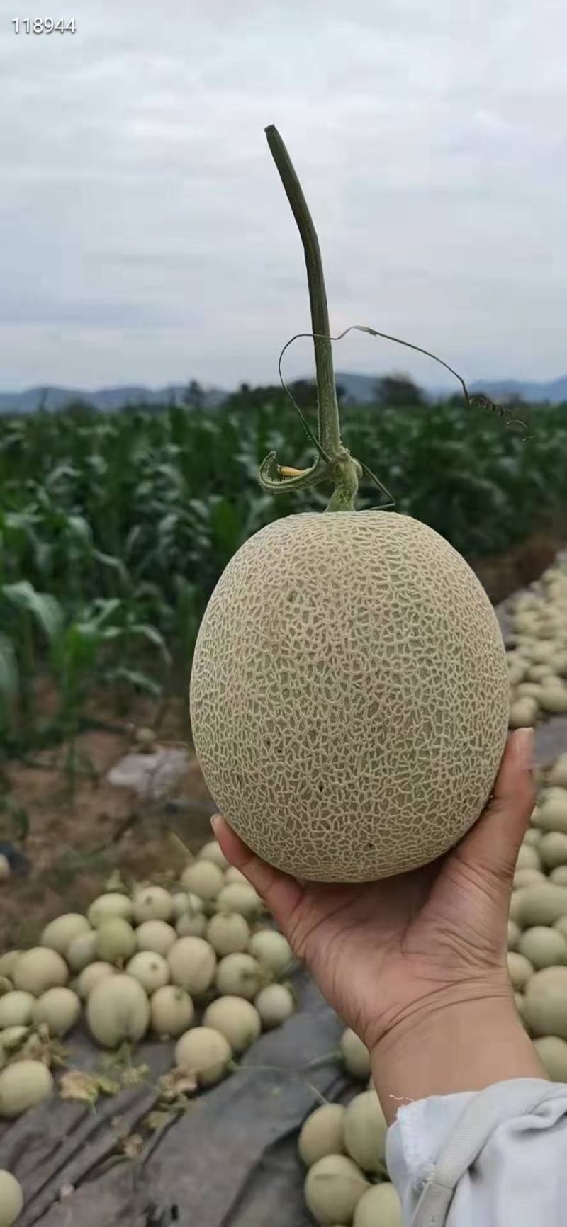 网纹