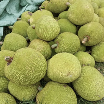 广东菠萝蜜马来一号菠萝蜜大量上市专业验果团队珍珠菠萝蜜
