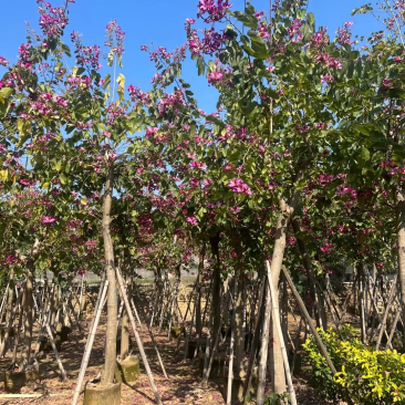 红花紫荆5-15公分，大量现货支持视频看货，有需要的联系