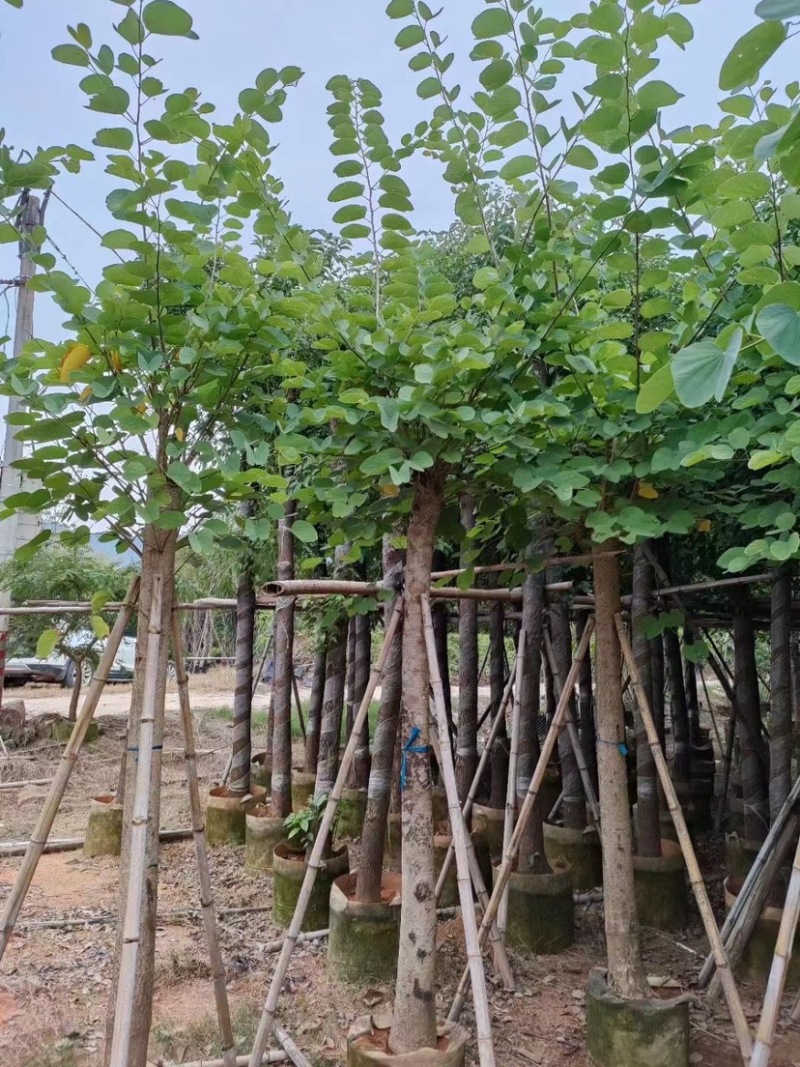 红花紫荆5-15公分，大量现货支持视频看货，有需要的联系