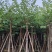 红花紫荆5-15公分，大量现货支持视频看货，有需要的联系