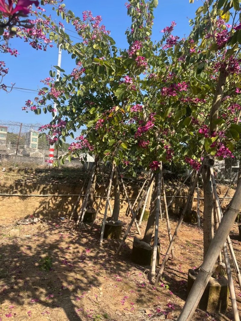 红花紫荆5-15公分，大量现货支持视频看货，有需要的联系