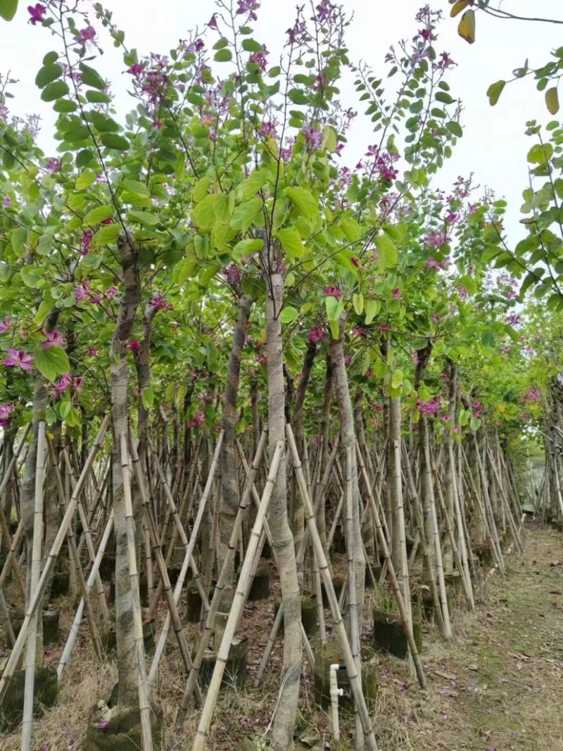 红花紫荆5-15公分，大量现货支持视频看货，有需要的联系