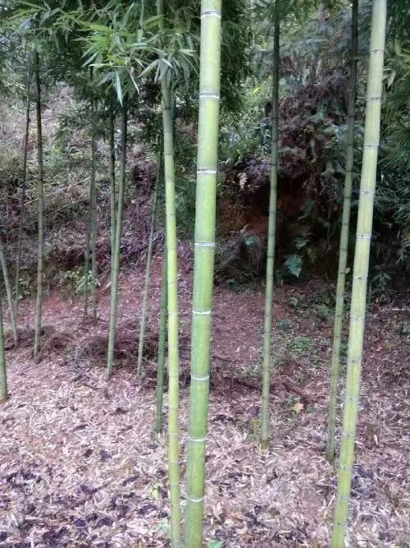 果蔬大棚支架，装饰田园围栏3-5公分竹竿大量，价格美丽可