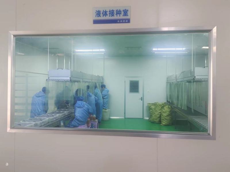 金耳菌种