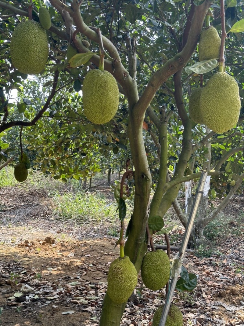 广东菠萝蜜大量上市红肉黄肉品种齐全三包质量到果场地验货