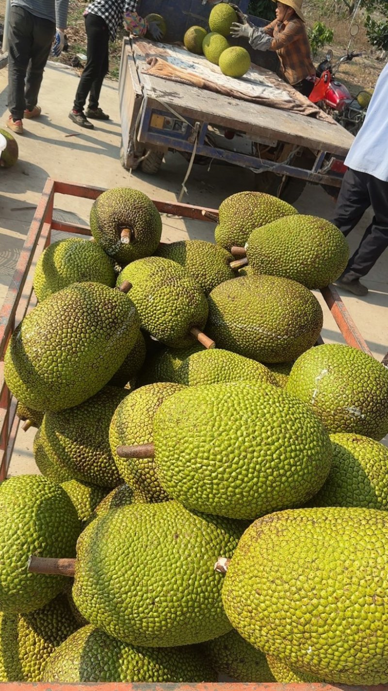 广东菠萝蜜大量上市红肉黄肉品种齐全三包质量到果场地验货