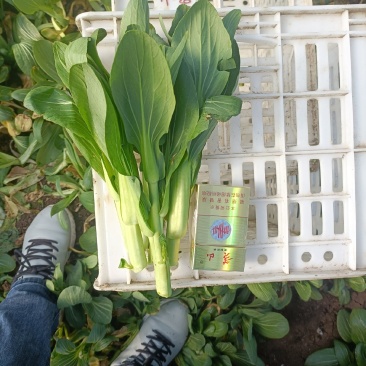 精品油菜苔，上海青苔，少量上市，欢迎新老顾客回购